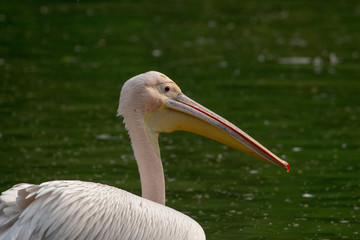 Pelicans