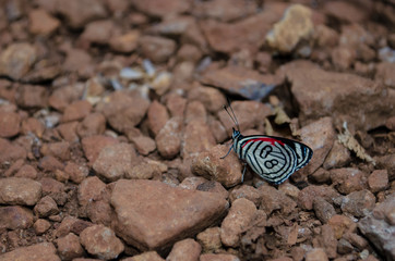 Insetos borboleta bug