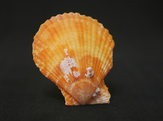 SEA FLAVOUR