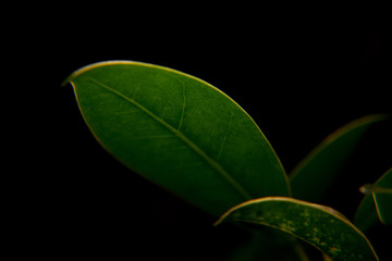 Beleuchtetes Blatt im Dunkeln