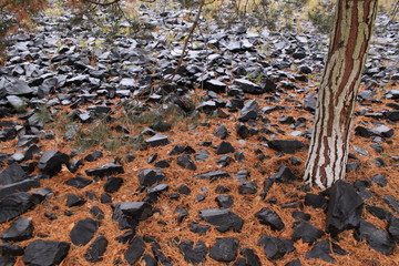 Ökoschotter im Berliner Park am Gleisdreieck