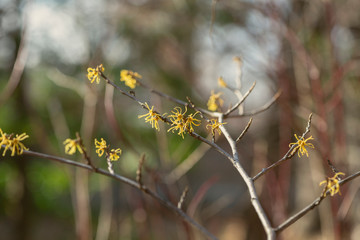 yellow vernal witch hazel flowers. hamamelis virginiana.