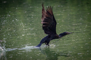 Cormorant