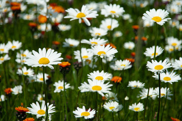 Margeriten - Blumenfeld im Garten