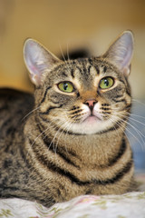 beautiful domestic tabby cat portrait