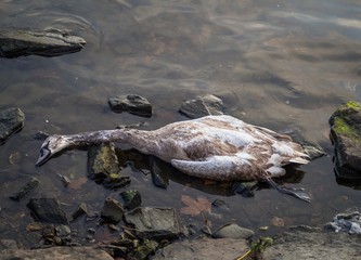 A dead young swan on the bank of the Vltava River