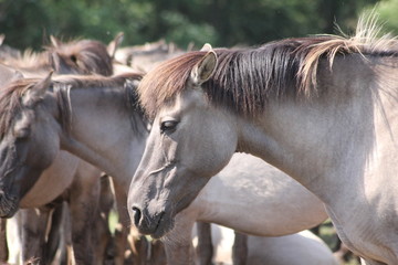 Wildpferde