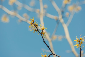 blue sky and yellow vernal witch hazel flowers. hamamelis virginiana.