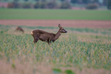 roe deer at corn field in the wild nature