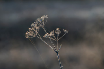 frozen fauna plants with hoar frost