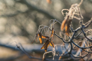 frozen fauna plants with hoar frost