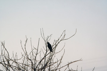 black raven crow on a tree