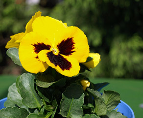 flower, pansies, closeup