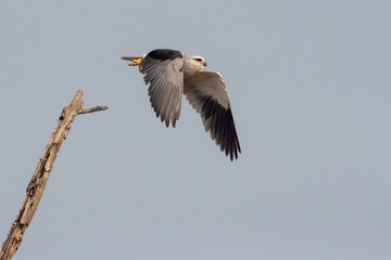 Black Shouldered Kite