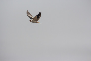 Black Shouldered Kite