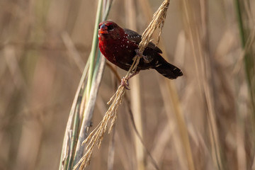 Munia