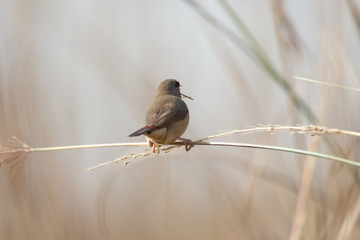 Munia