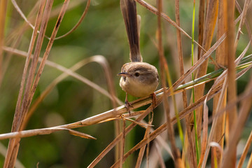 Prinia