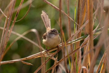 Prinia