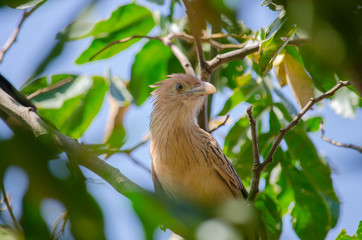 Aves brasileiras