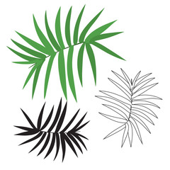 Black and white exotic tropical palm leaf isolated. Hand drawn sketch illustration.