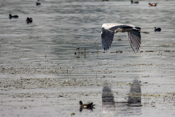 Heron