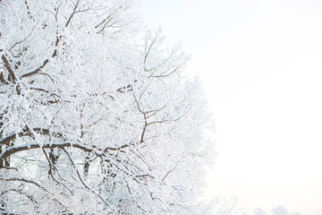 Winter landscape in the city Park on a cloudy day. Snow-covered tree branches on a winter cloudy day old, frost, frozen, ice, nature