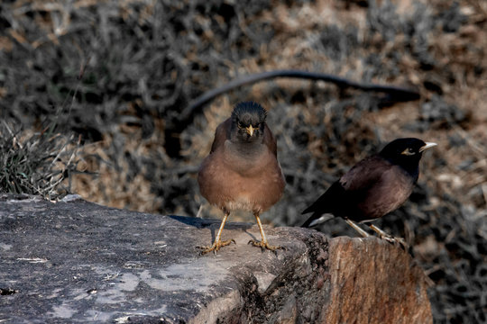 Common Mayna