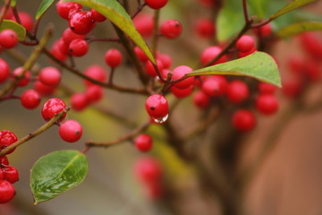 Obraz premium Berry after rain