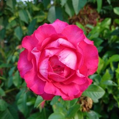 Fototapeta premium Hermosa rosa