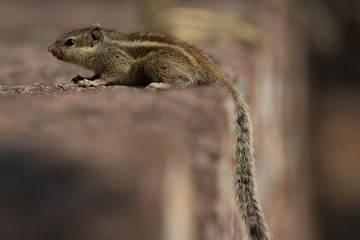 Indian Palm Squirrel