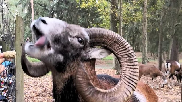 Mufflon wird von Spazierg&auml;ngern im Wildpark gef&uuml;ttert