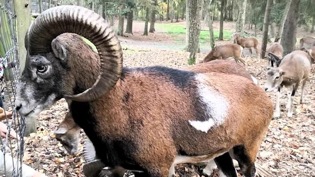 Mufflon wird von Spazierg&auml;ngern im Wildpark gef&uuml;ttert