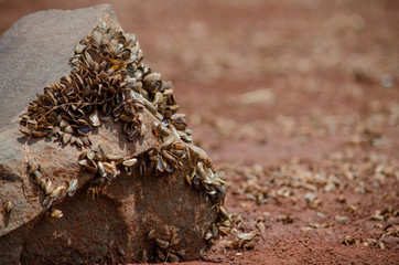 conchas trilha moto rio