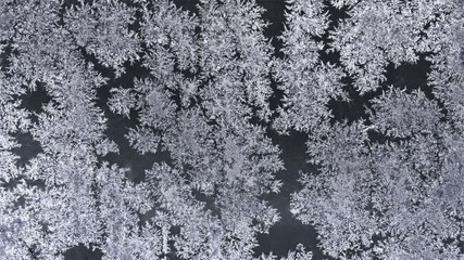 lace of snowflakes on the window