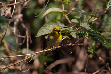 Oriental White eye
