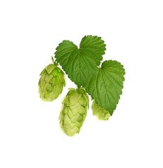 Close up fresh green hops isolated on white