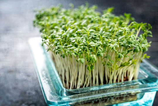 Fresh garden cress germ bud as closeup on a black board with copy space