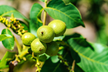 Green walnuts unripen on branch of tree with green leaves. Branch of walnuts and green leaves growing on a tree. Close-up