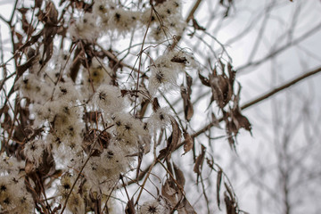 Dry plants in the nature, winter without snow