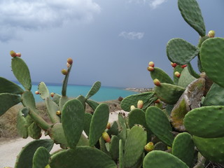 Le Figuier de Barbarie - un cactus,