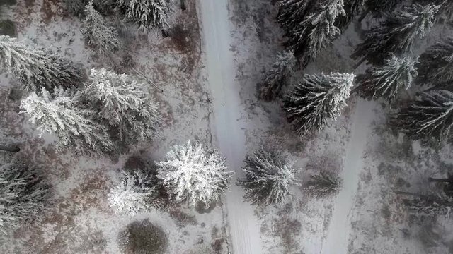 Flug durch den Wald 
