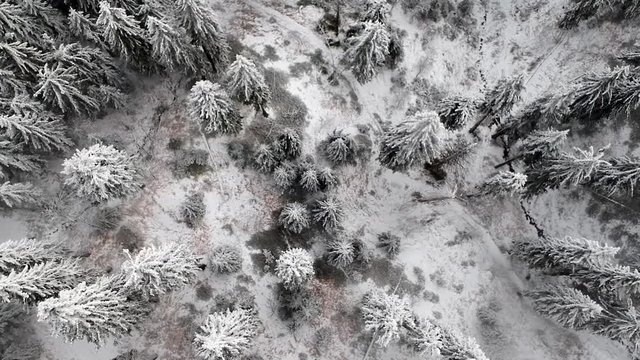 Flug durch den Wald 