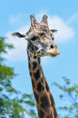 Portrait of a Giraffe