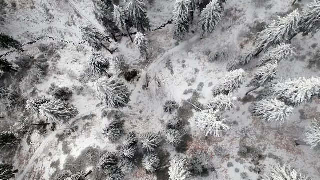 Flug durch den Wald 
