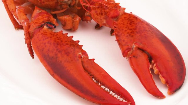 Macro shooting of boiled lobster claws. Slowly rotating. Isolated on the white background.
