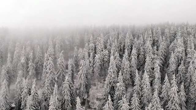 Flug durch Schneewald und Nebel