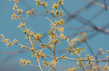 blue sky and yellow vernal witch hazel flowers. hamamelis virginiana.