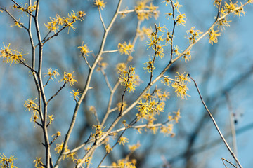 Fototapeta na wymiar blue sky and yellow vernal witch hazel flowers. hamamelis virginiana.