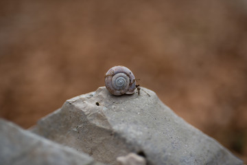 snail on a stone
